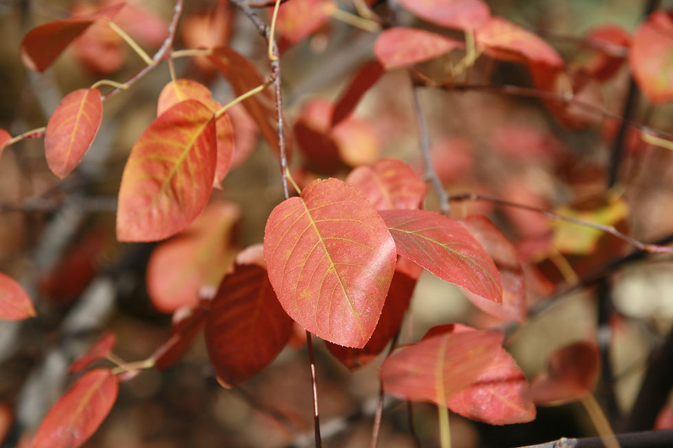 Thumbnail: Amelanchier canadensis fall foliage
