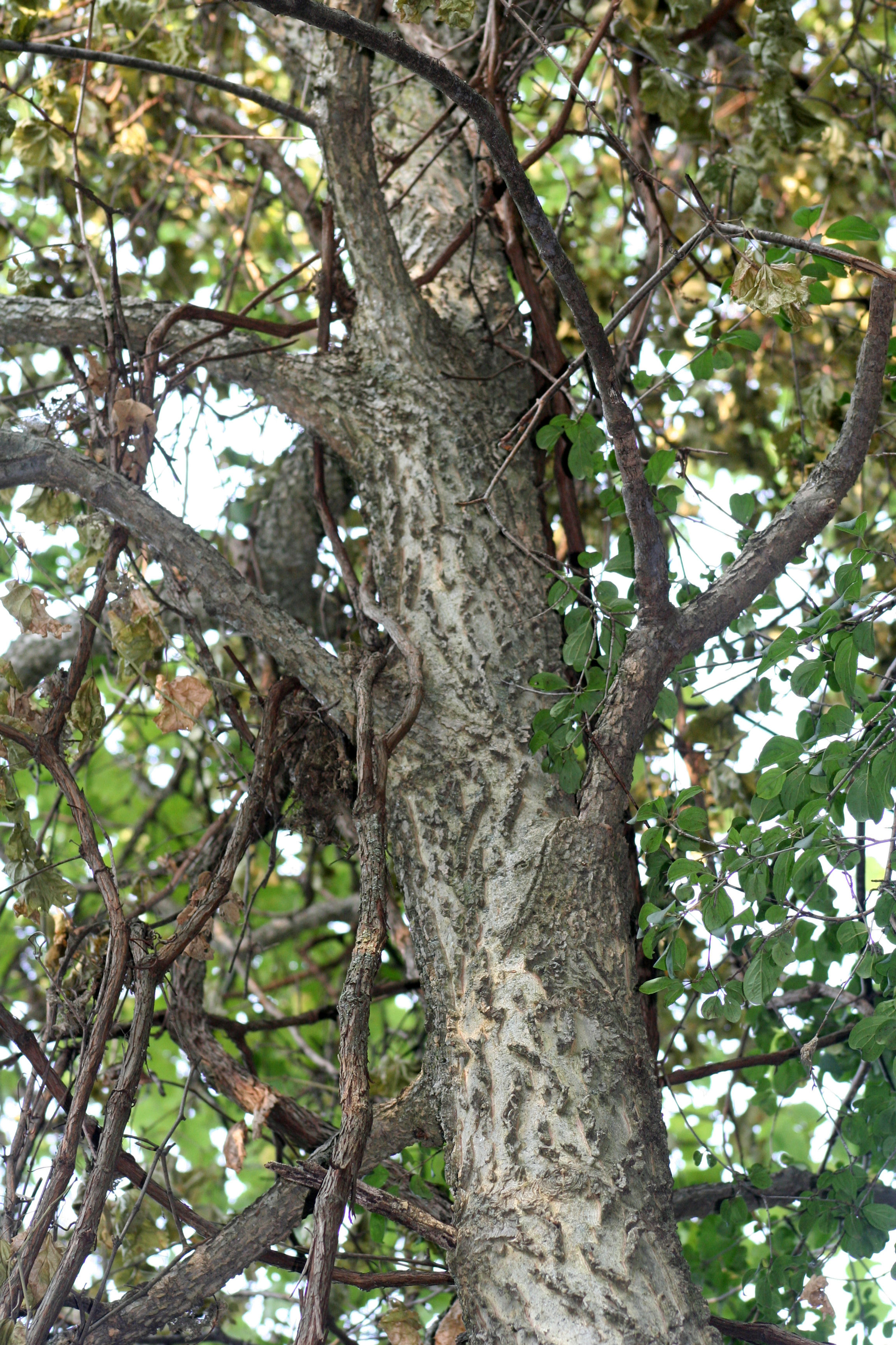 Hackberry trunk
