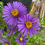 Thumbnail: New England Aster blooms