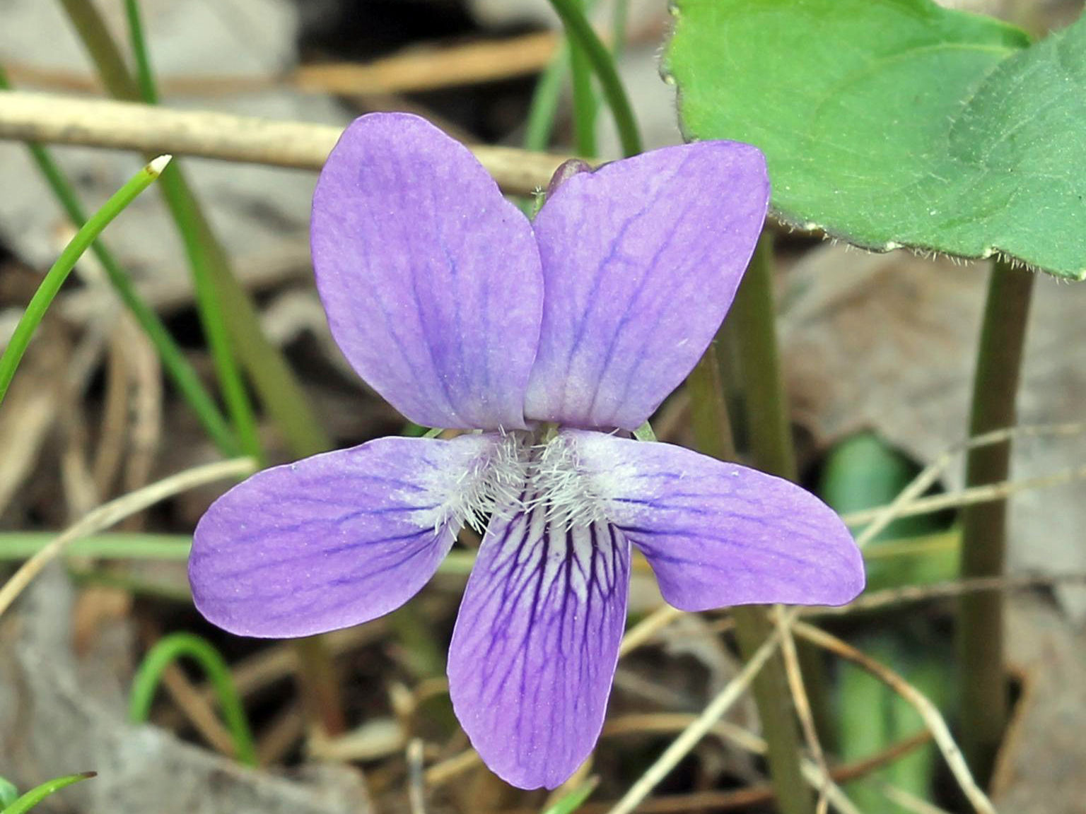 Viola sororia (Common Blue Violet)
