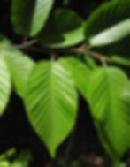 Thumbnail: Yellow birch green foliage