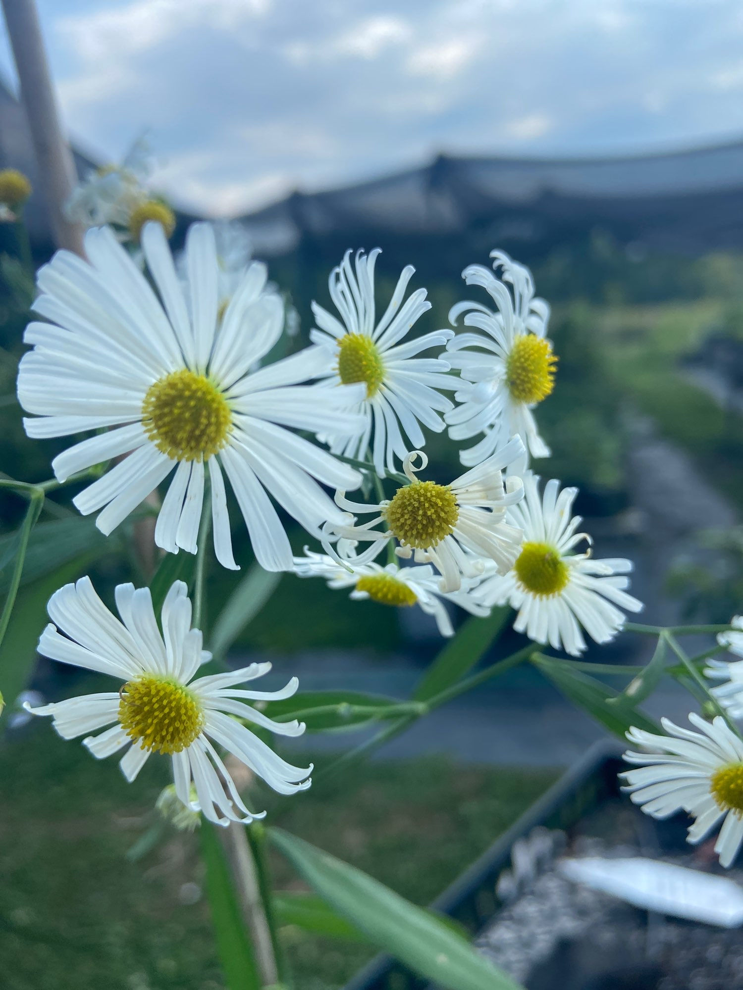 Boltonia asteroides (False Aster)