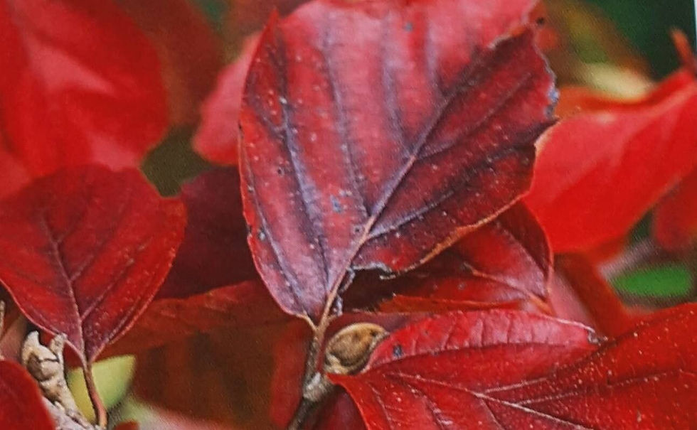 Thumbnail: Fothergilla fall leaves