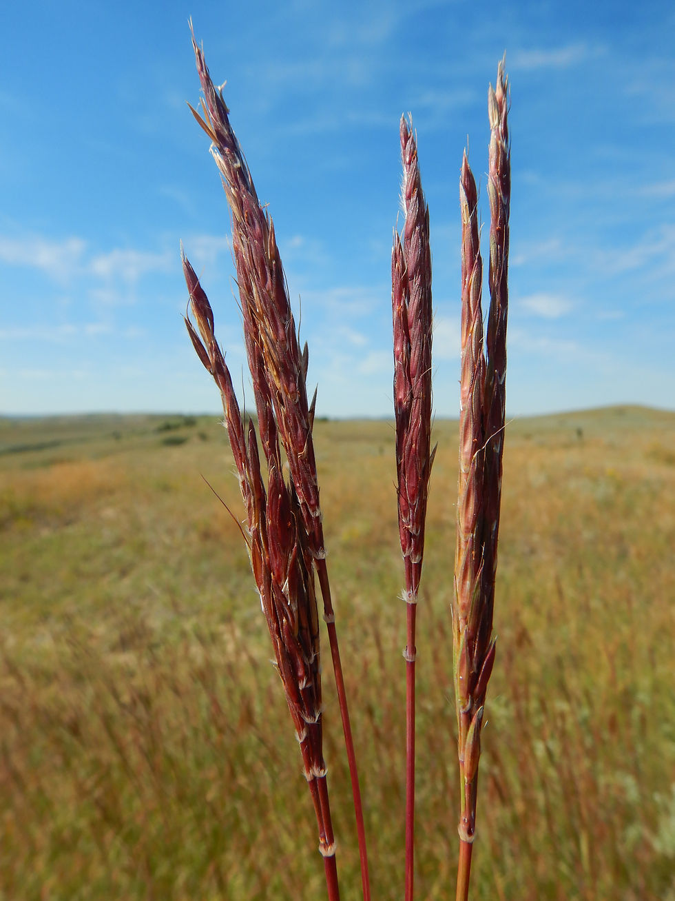 Big Bluestem flower heads