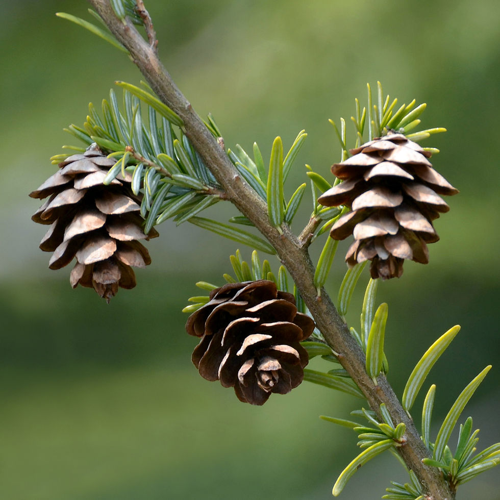 Eastern Hemlock | Tree Talk Natives