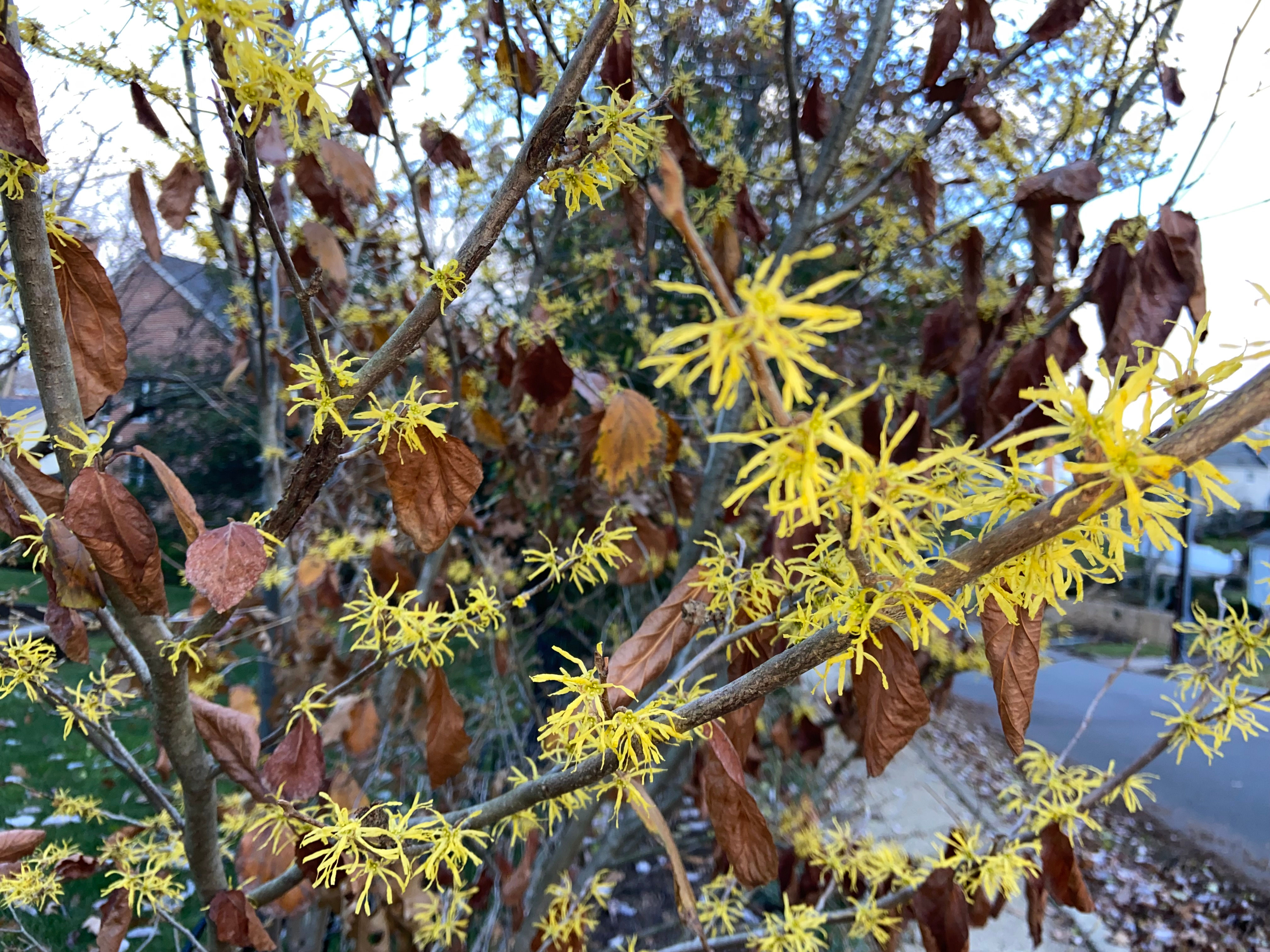 Witch Hazel in bloom