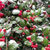 Snow falling on American Holly