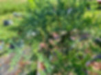 'Techny' arborvitae foliage