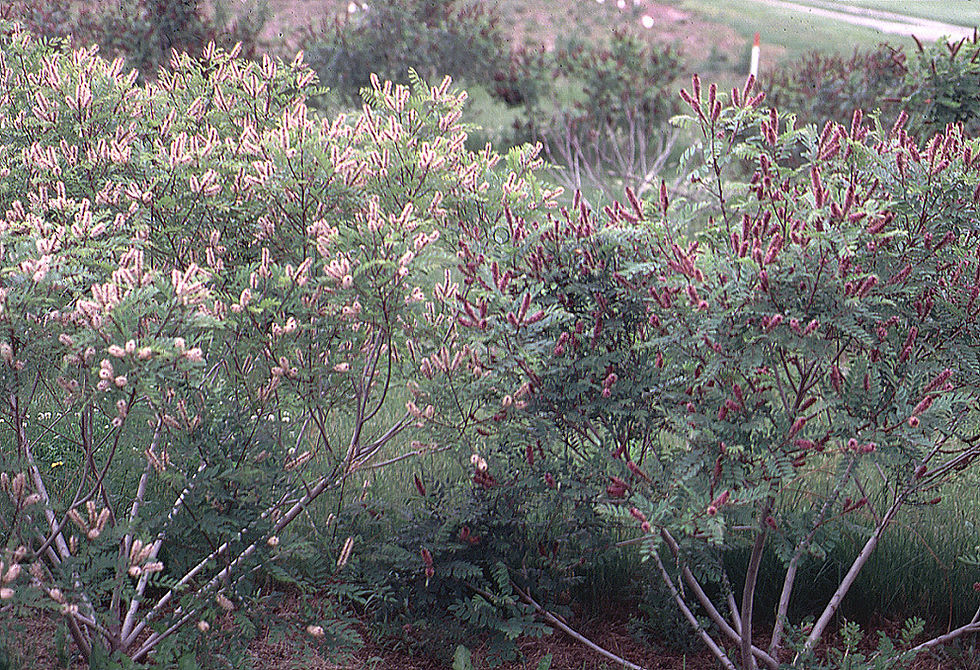 Thumbnail: False Indigo blooming
