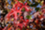 Thumbnail: Sweetgum red fall leaves