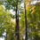 Thumbnail: Diospyros virginiana tree