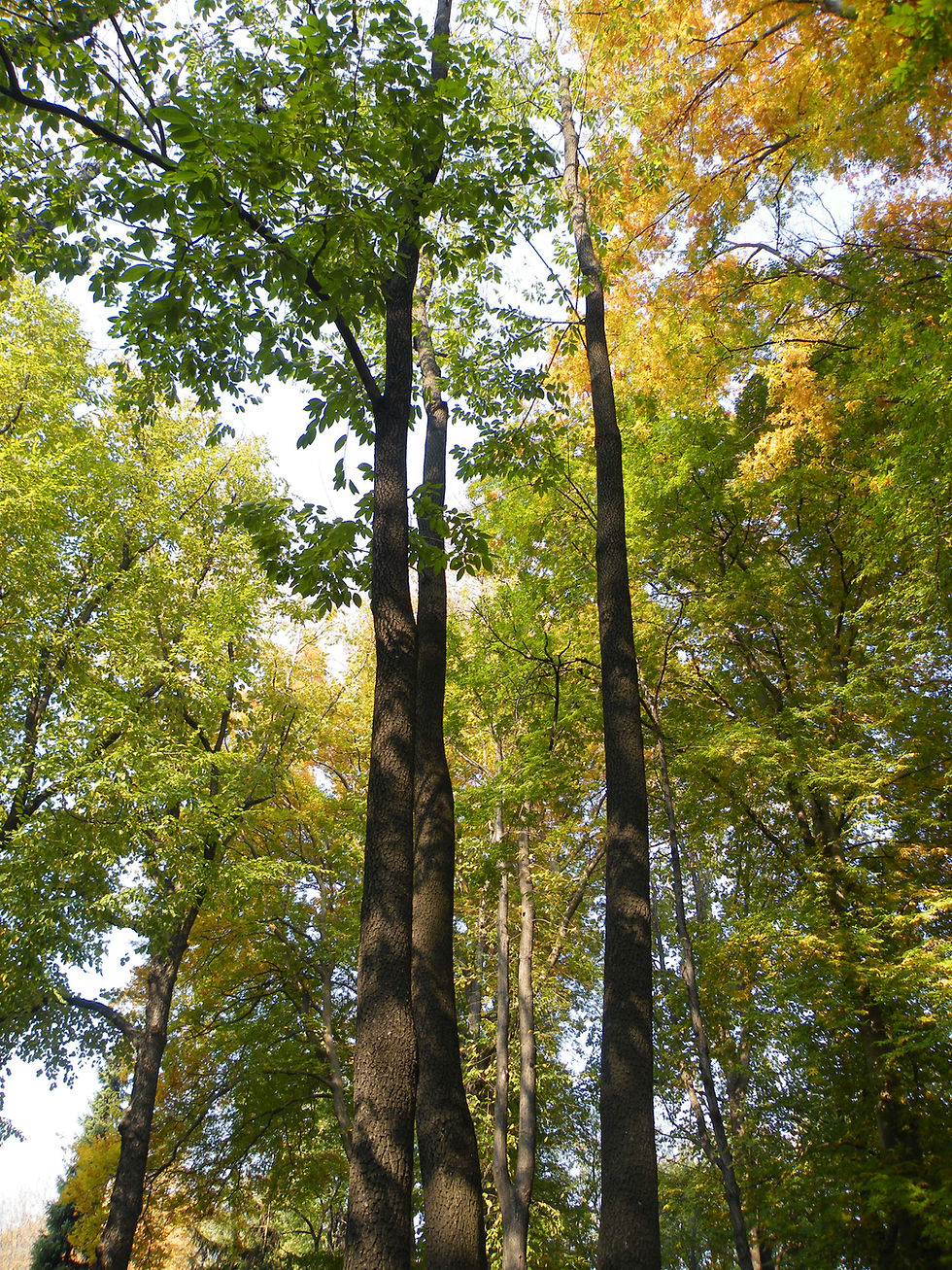 Diospyros virginiana tree