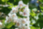 Catalpa speciosa blooms