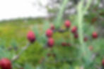 Larix laricina female cones