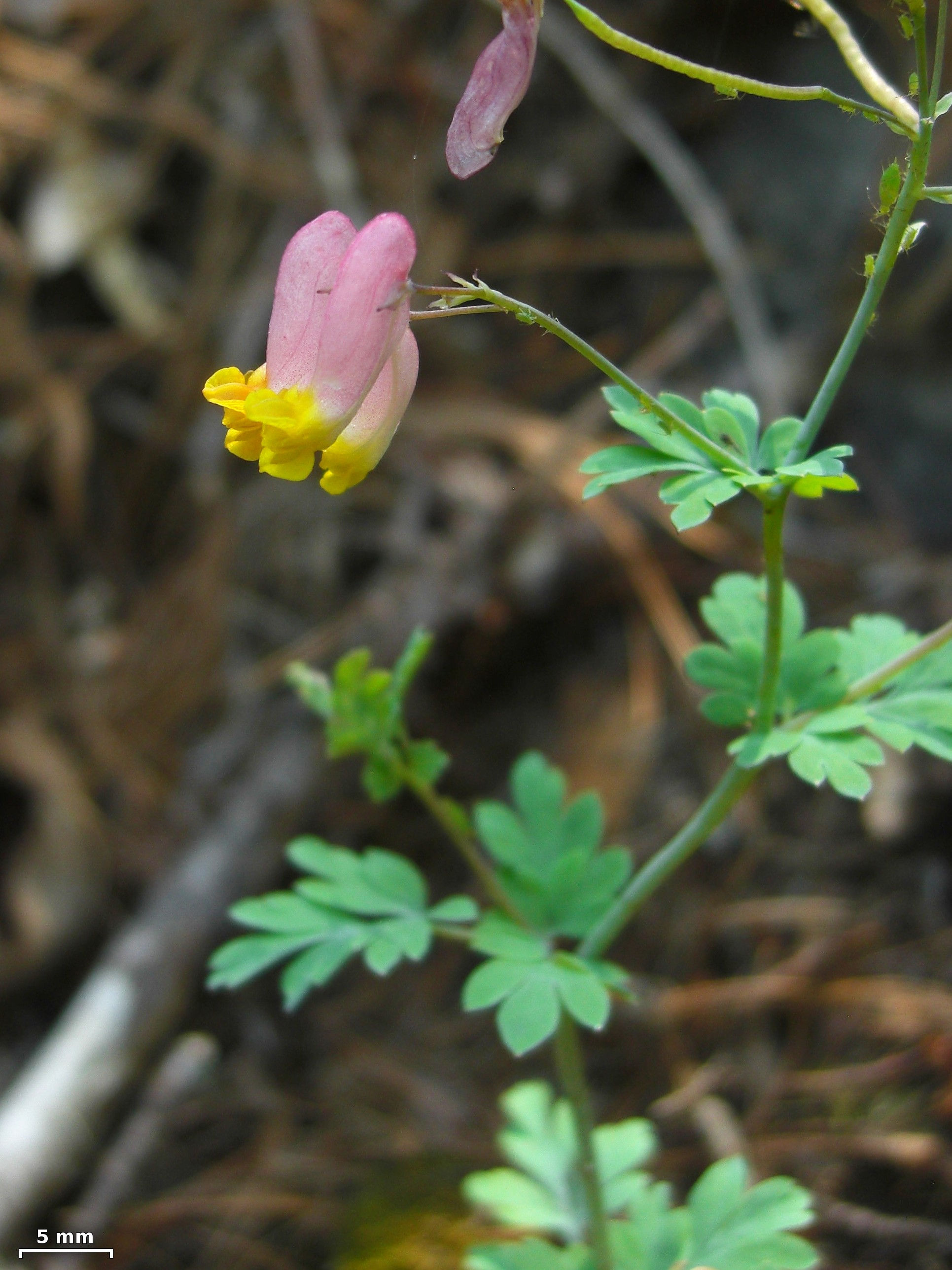 Rock Harlequin bloom