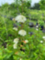 Physocarpus opulufolius in bloom