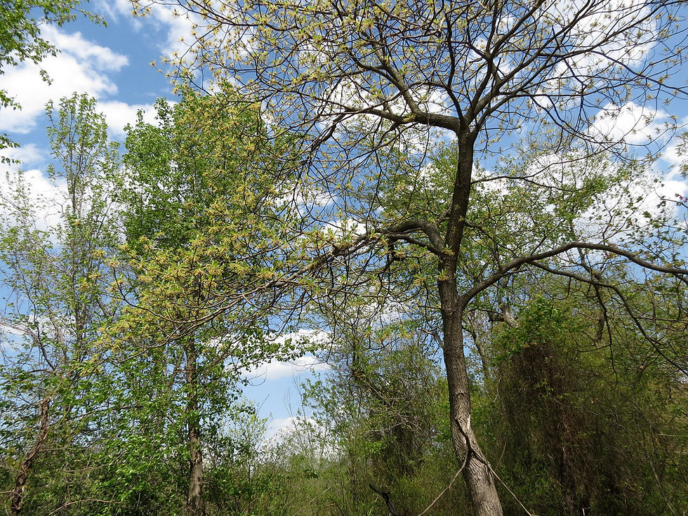 Sassafras albidum