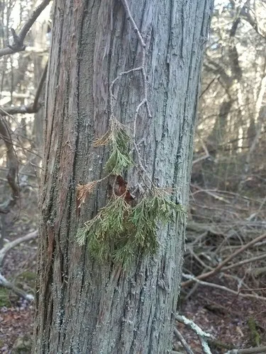 Chamaecyparis thyoides