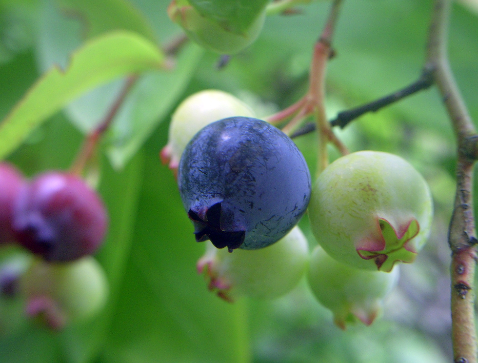 Blueberries, High and Low