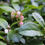 Thumbnail: Wintergreen foliage and flowers