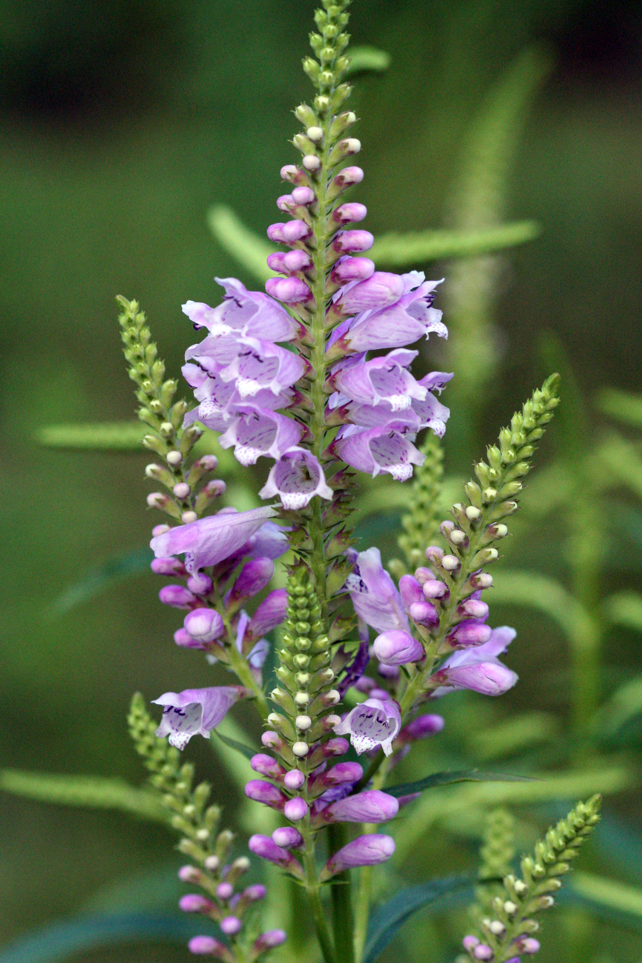 Obedient Plant blooms