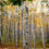 Thumbnail: Paper Birch looks great as a copse or clump