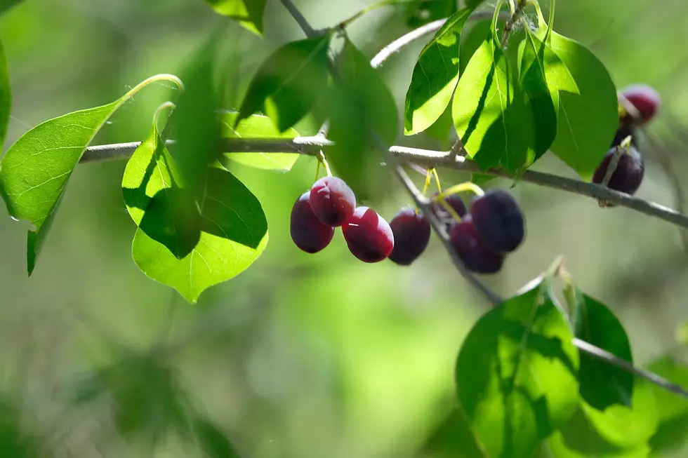 Forestiera acuminata fruits