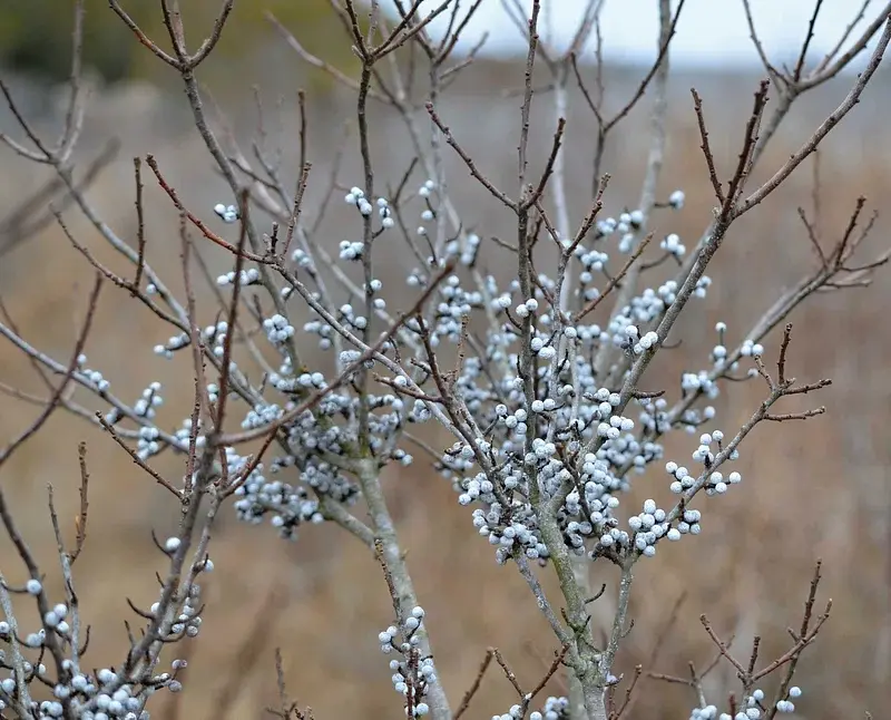 Northern Bayberry winter