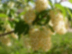 Prunus virginiana flowers