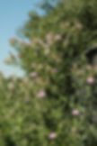 Thumbnail: Field Thistle clump