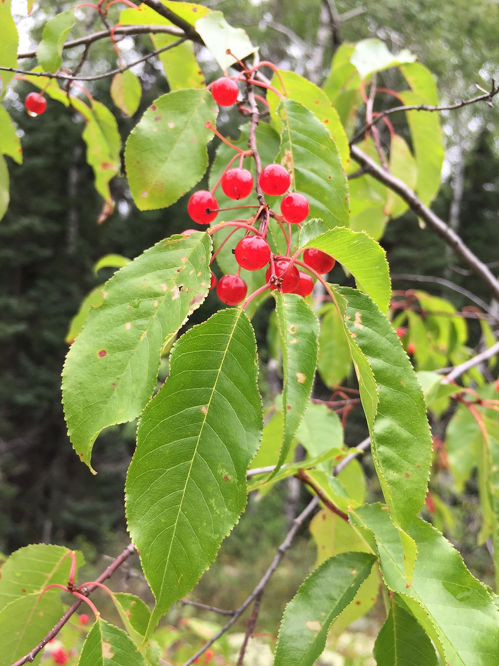 Thumbnail: Pin Cherry fruits