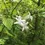 Thumbnail: Rhododendron viscosum foliage