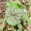 Thumbnail: Coral Bells/Alumroot