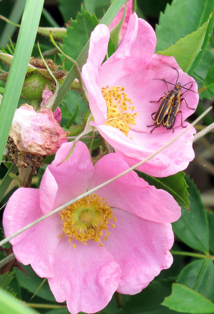 Rosa virginiana flowers