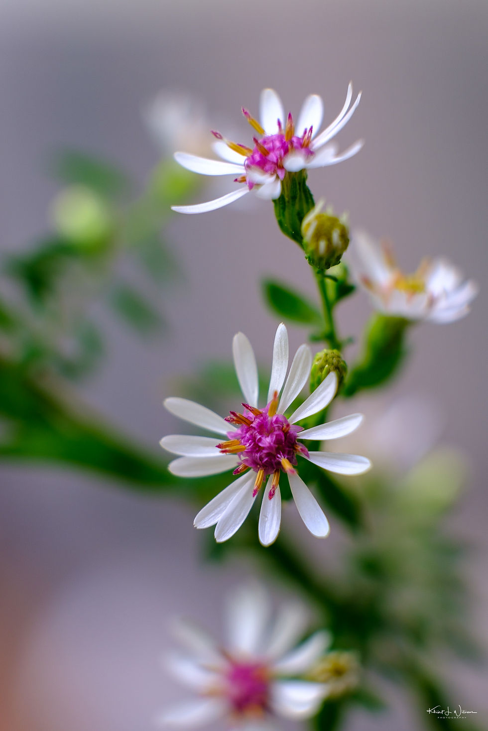 Calico Aster close-up of center discs. Photo: Khürt Williams