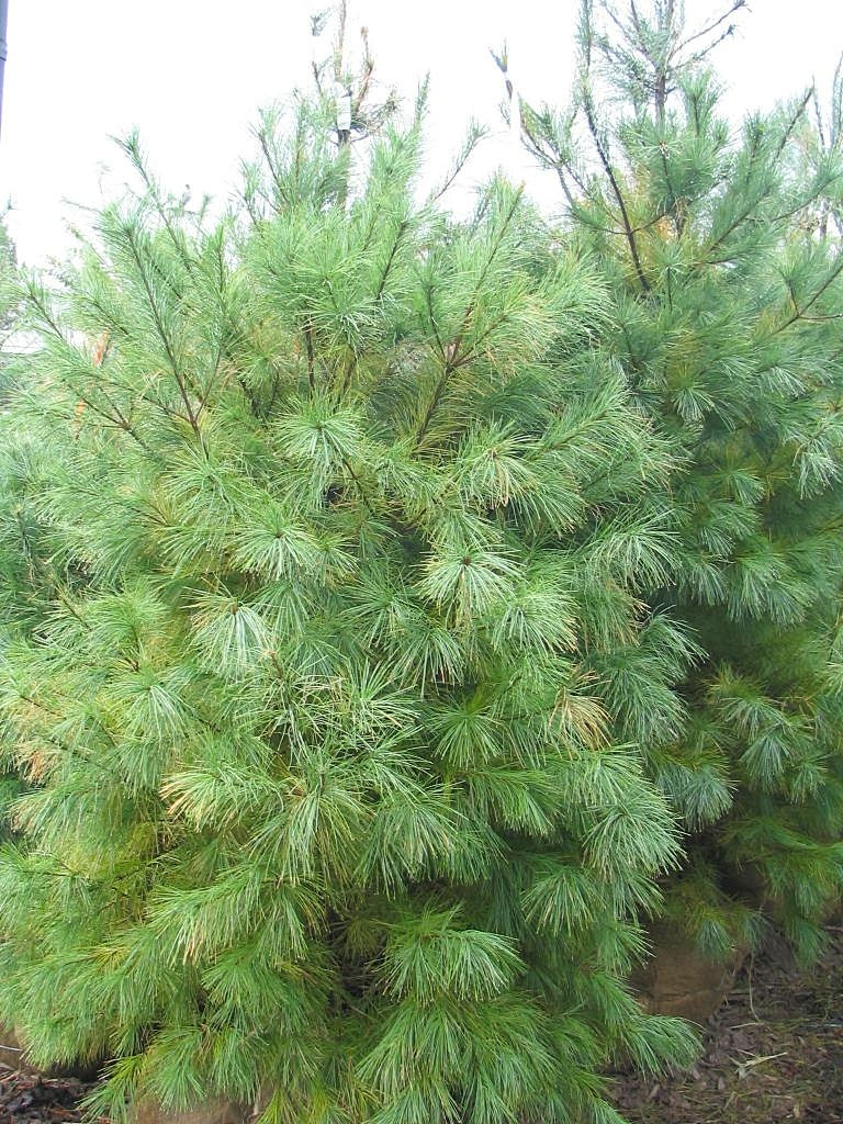 Thumbnail: Pinus strobus tree