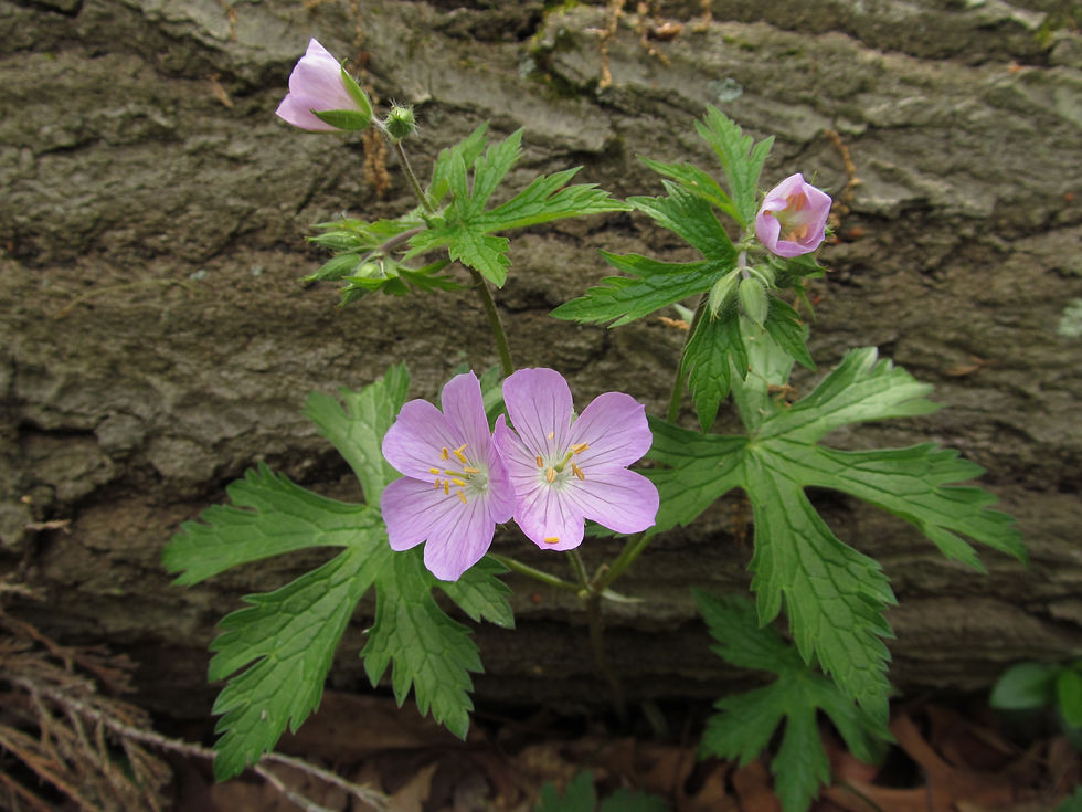 Wild Geranium foliage