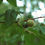 Thumbnail: Common Persimmon foliage and fruit