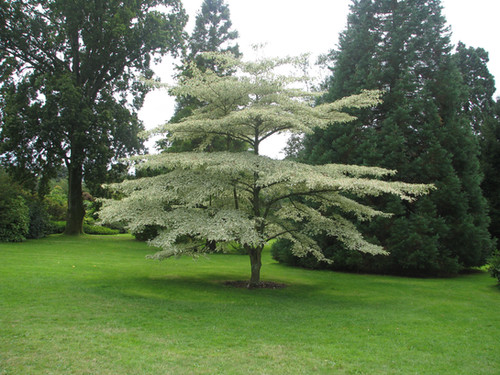 Cornus alternifolia (Pagoda Dogwood) | Tree Talk Natives