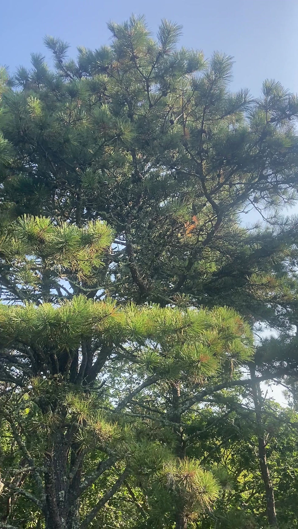 Thumbnail: Pinus rigida wildlife