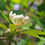 Thumbnail: Sweetbay Magnolia flower profile