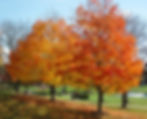 Sugar Maples fall foliage