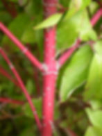 Cornus sericea red stems
