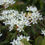 Thumbnail: Labrador Tea blooms