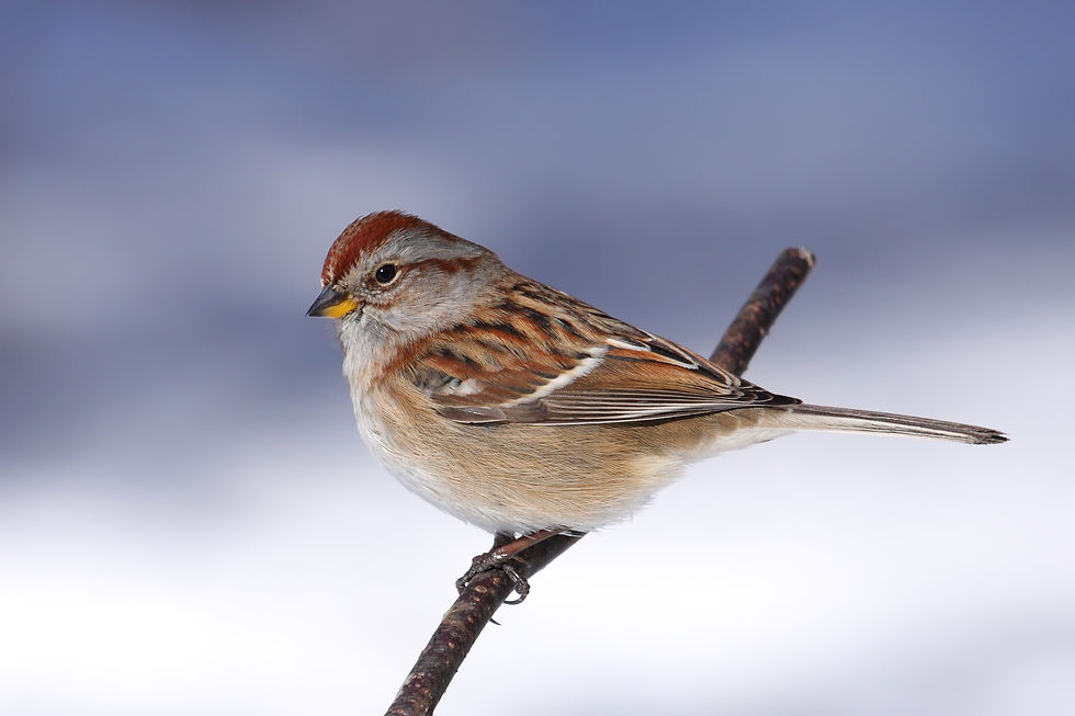 Love birds? American Tree Sparrows feed on the seeds, which blow all over the place after the flowers fade.
