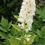 Thumbnail: Actaea pachypoda flowers