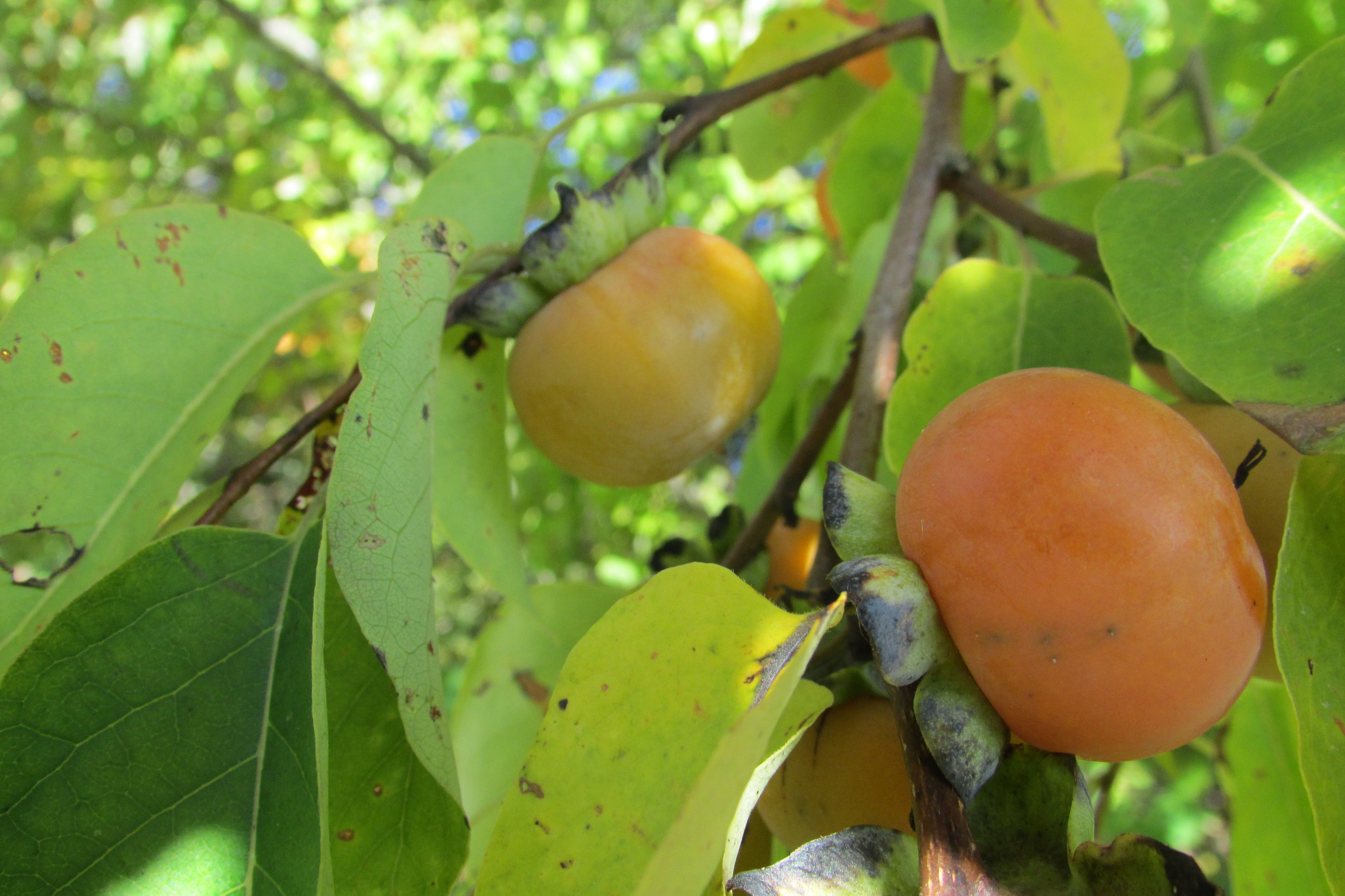 American Persimmon ripe fruit