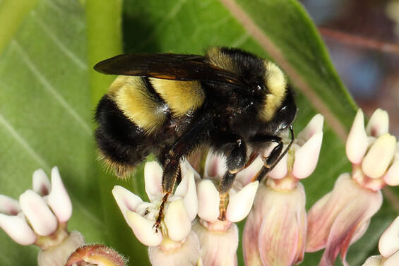 Yellow-banded Bumblebee. Photo: Michael F. Veit