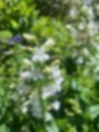 Beardtongue.jpg