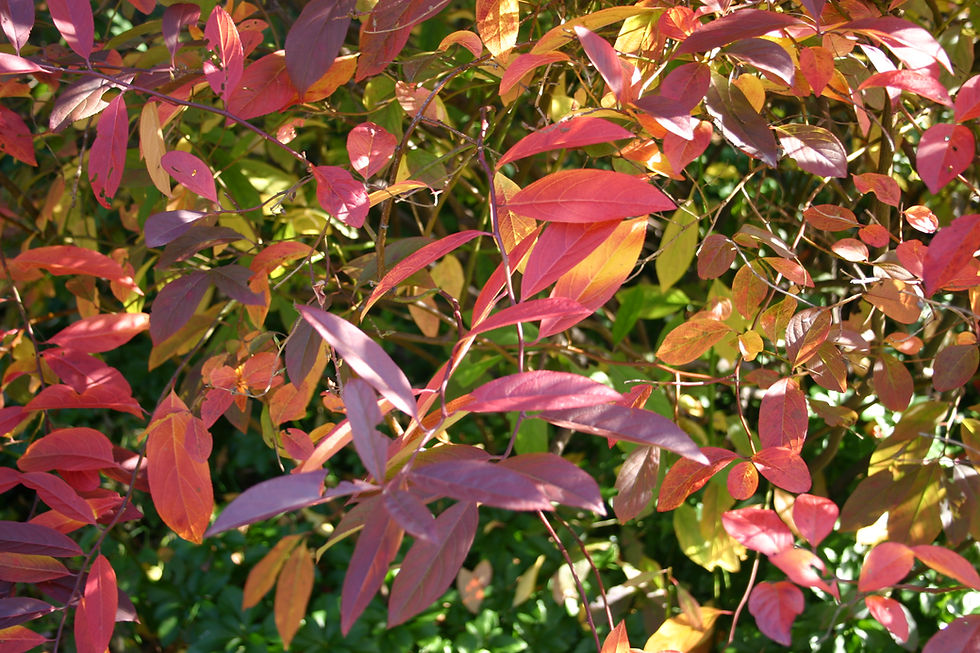 Itea virginica fall foliage